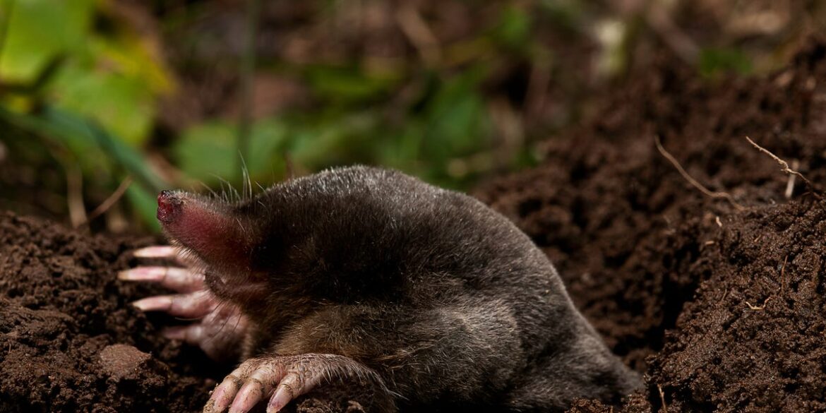 6 Easy Ways to Stop Moles From Destroying Your Yard, According to Experts 6 Easy Ways to Stop Moles From Destroying Your Yard, According to Experts