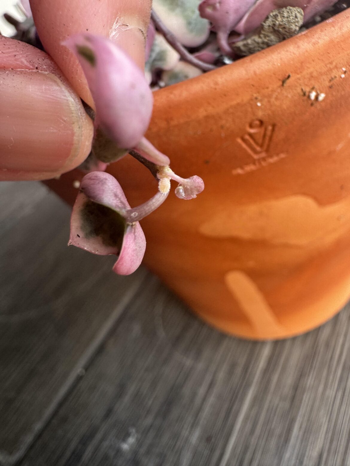 I've got bugs!