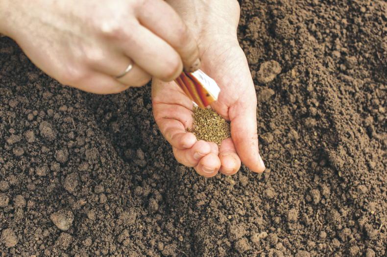 Gardening with Kitty: enjoy the art of direct sowing Gardening with Kitty: enjoy the art of direct sowing