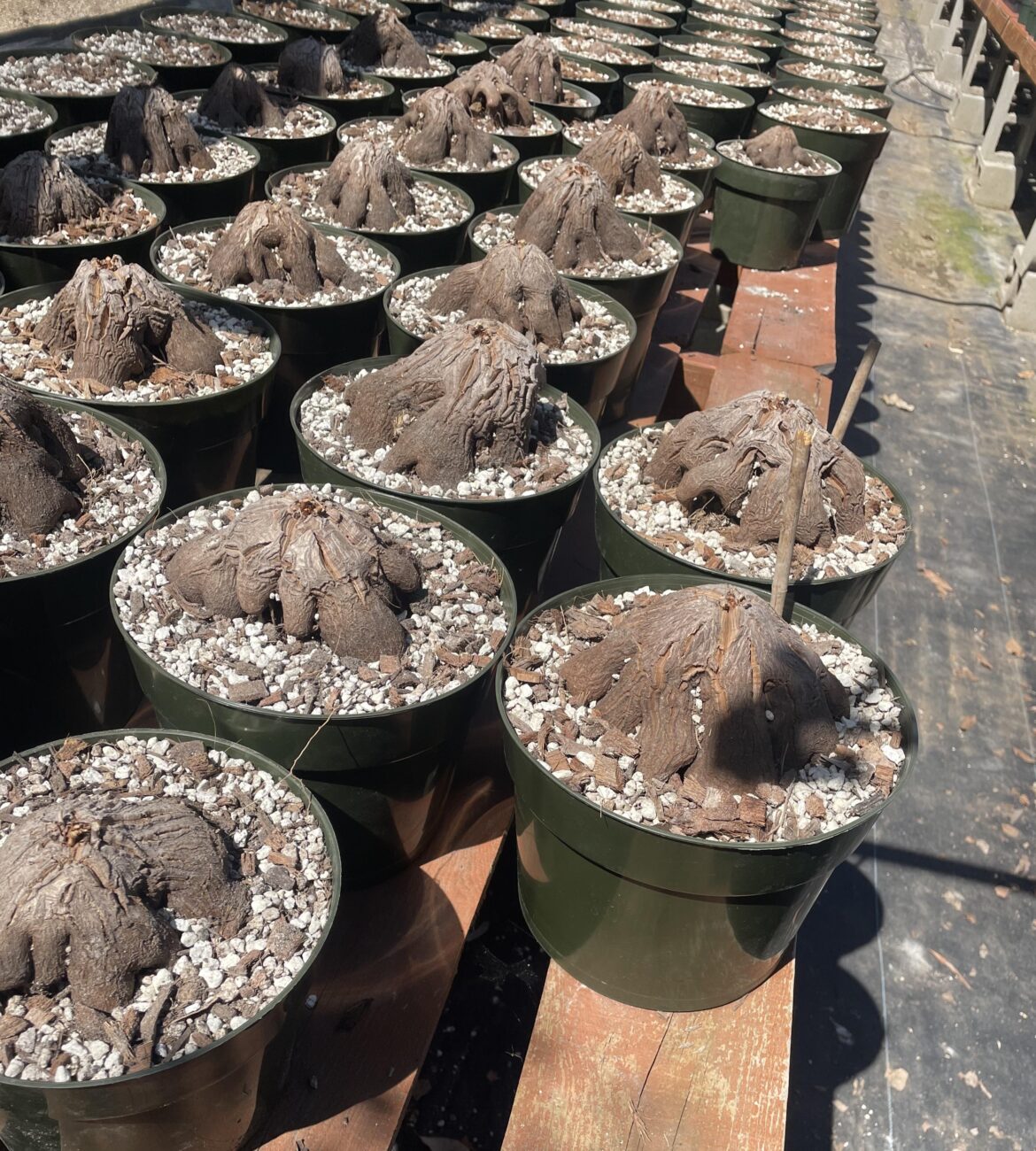 Dioscorea hemicrypta