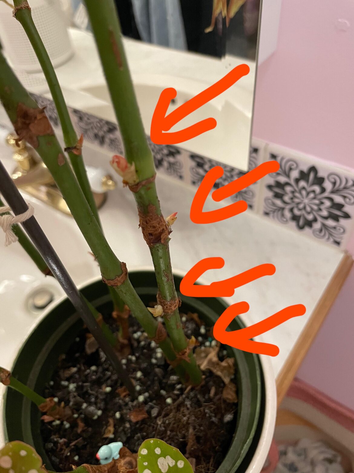 Leggy spotted begonia growing leaves on lower stems? Leggy spotted begonia growing leaves on lower stems?