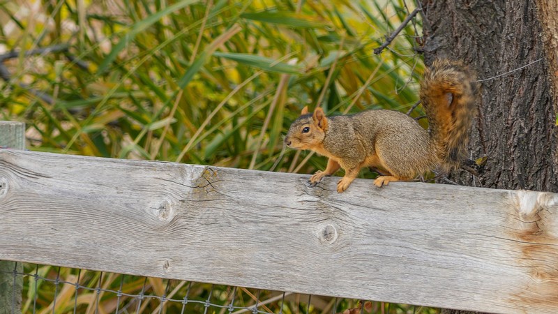 Vanquishing Varmints in the Orchard and Garden A fox squirrel on a fence.