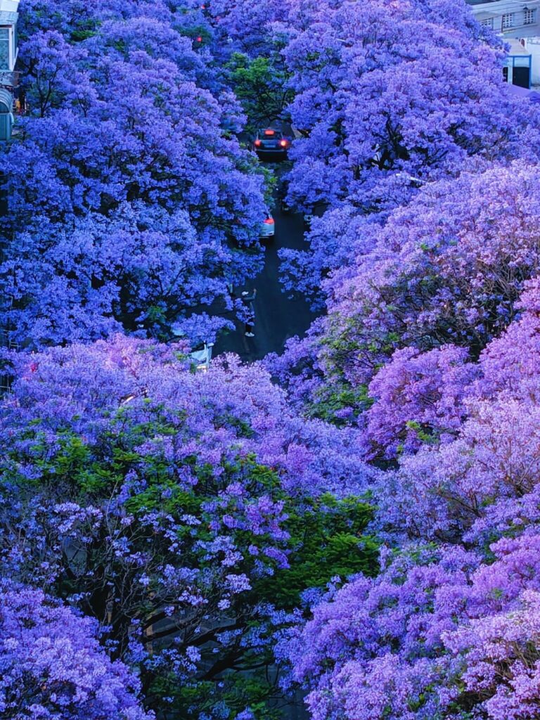 Blue and purple flower sea - Jacaranda