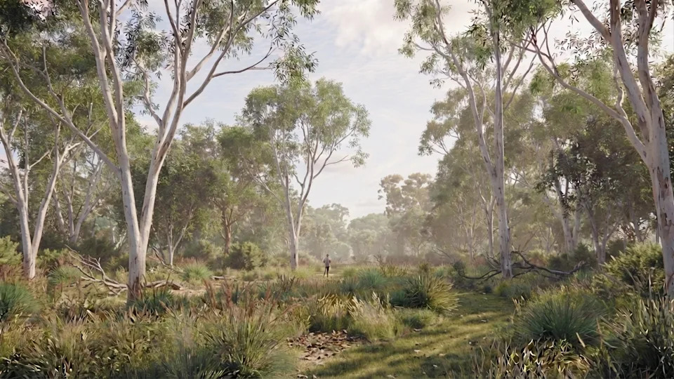 Bushland with trees and a person standing in the middle of the park.
