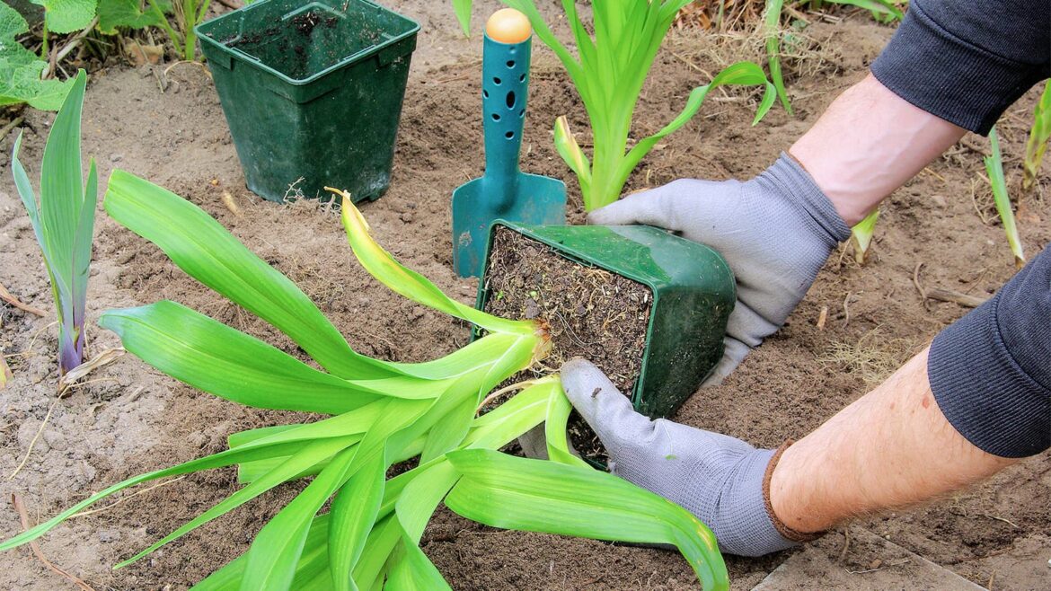 Expert tips to get your garden growing after the snowy spring