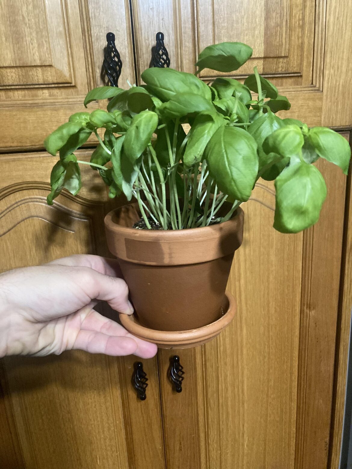 Terracotta pot for basil plant?