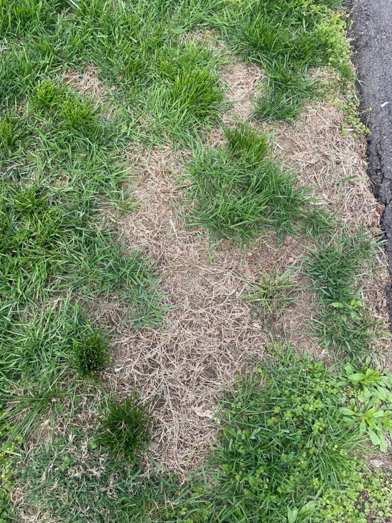 Is this grub damage?