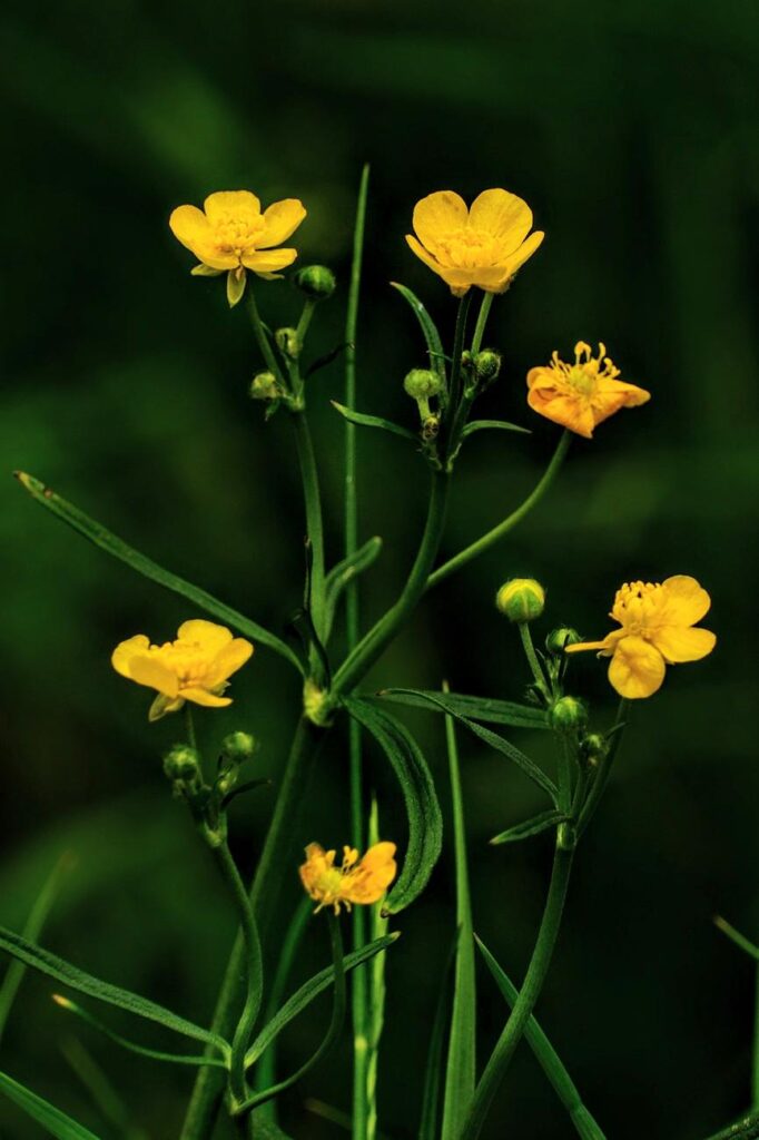 Field Buttercup (Ranunculus arvensis L.)