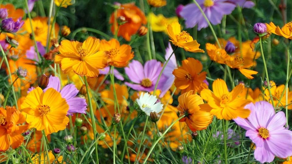 A vibrant field of orange and purple cosmos flowers in full bloom under sunlight.