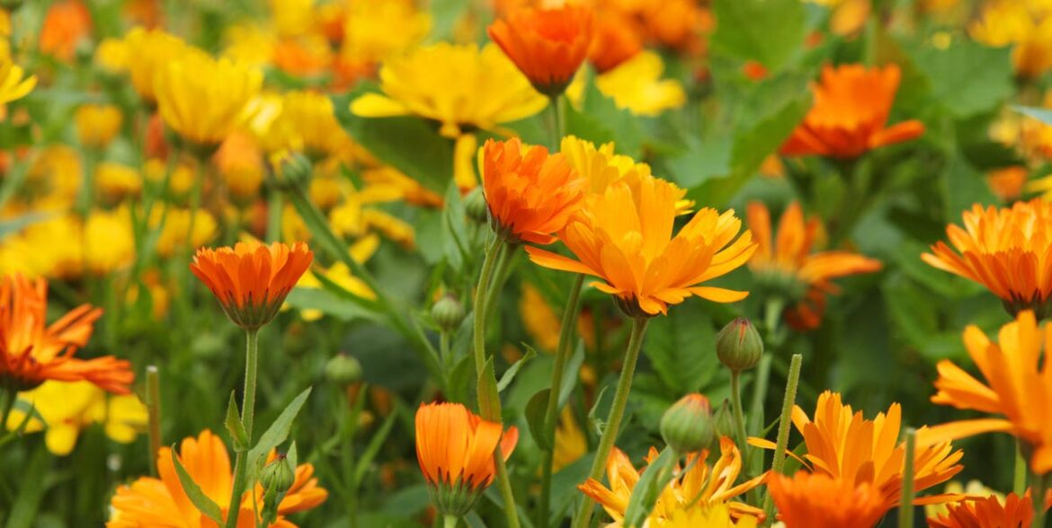 How To Grow Marigolds That Flower Nonstop From Summer Into Autumn How To Grow Marigolds That Flower Nonstop From Summer Into Autumn