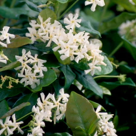 Expert Gardener Star Jasmine 'large Leaf' (2.5 Quart) Aromatic White Blooming Evergreen Vine - Full Sun Live Outdoor Plant