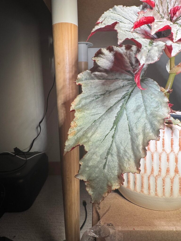 What’s causing these spots?