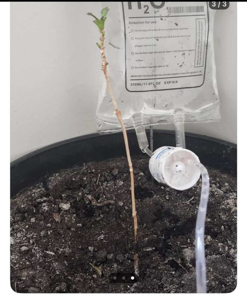 Plant memes!