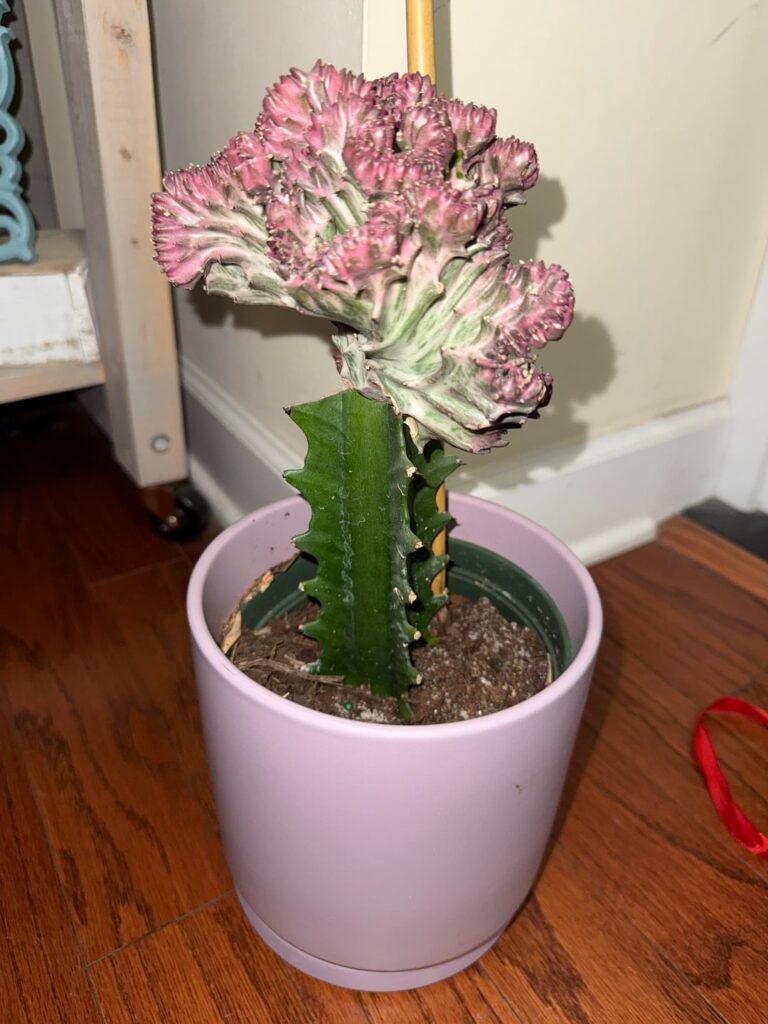 Just got this baby- advice? Just got this baby- advice?