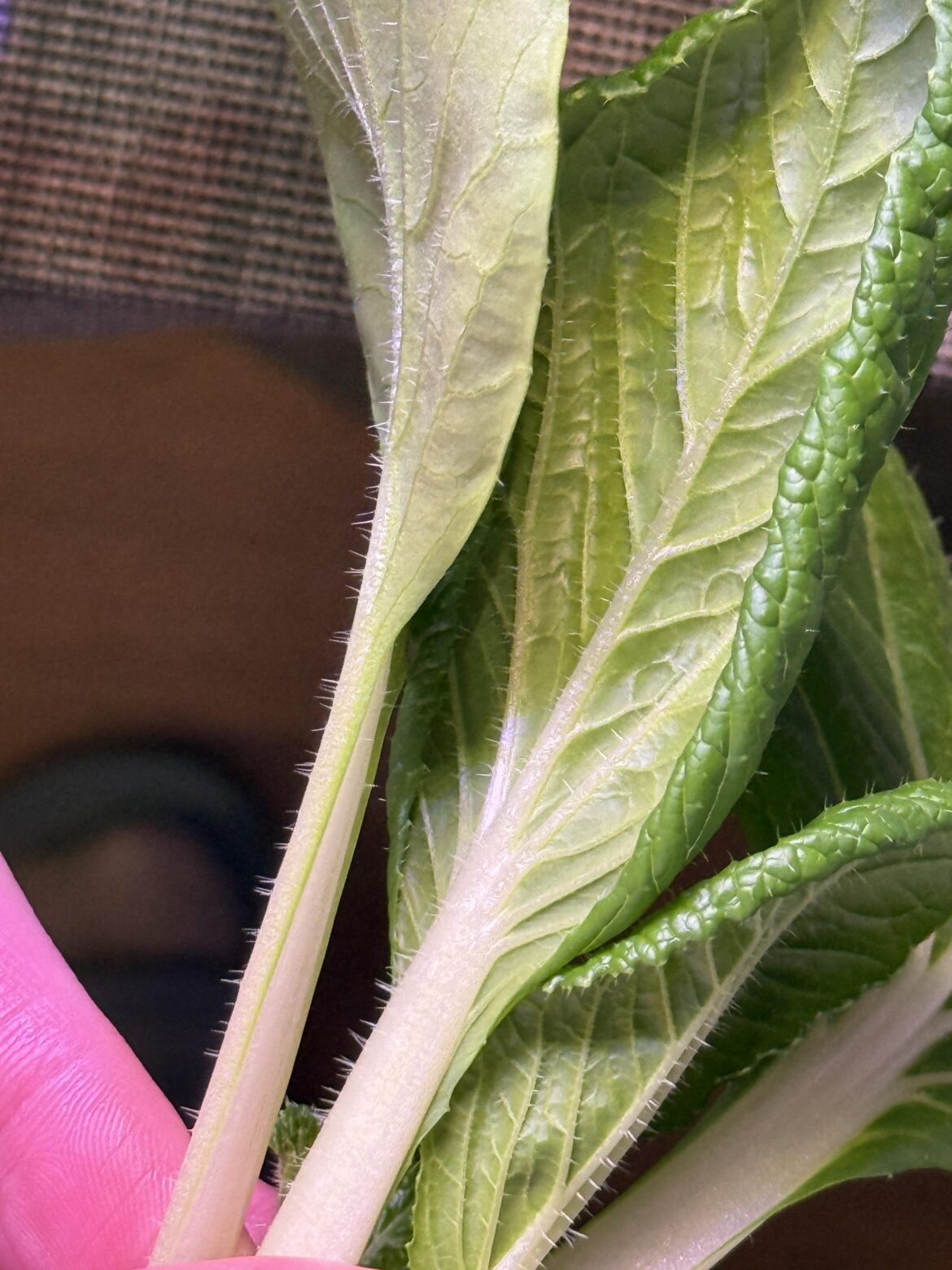 Hairy bokchoy?