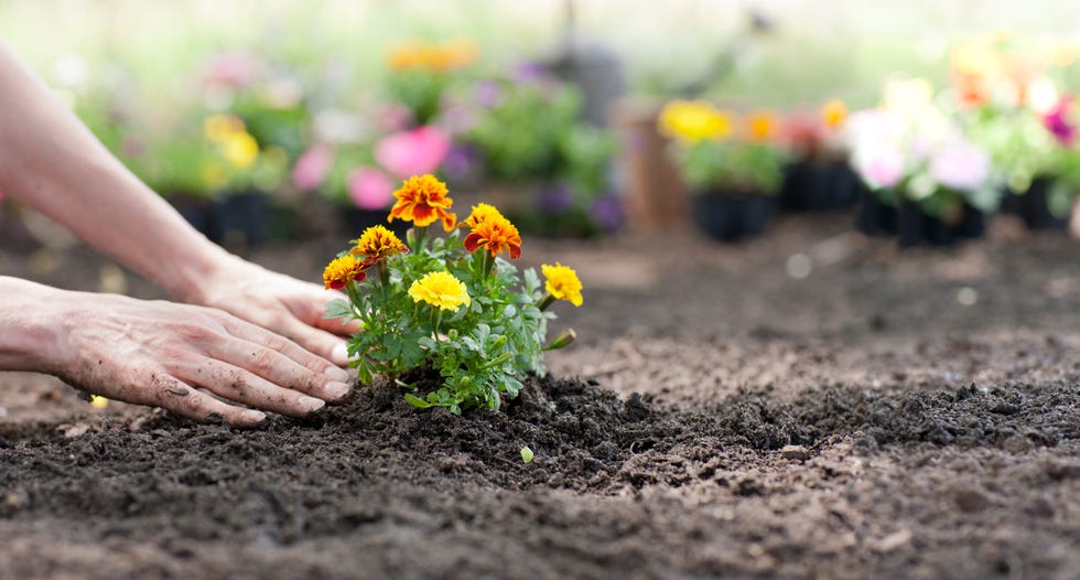 Woman gardening and planting Marigold flowers Woman gardening and planting Marigold flowers