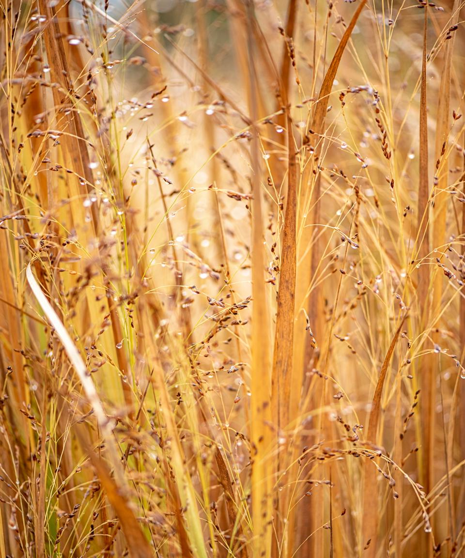 Switch grass for screening