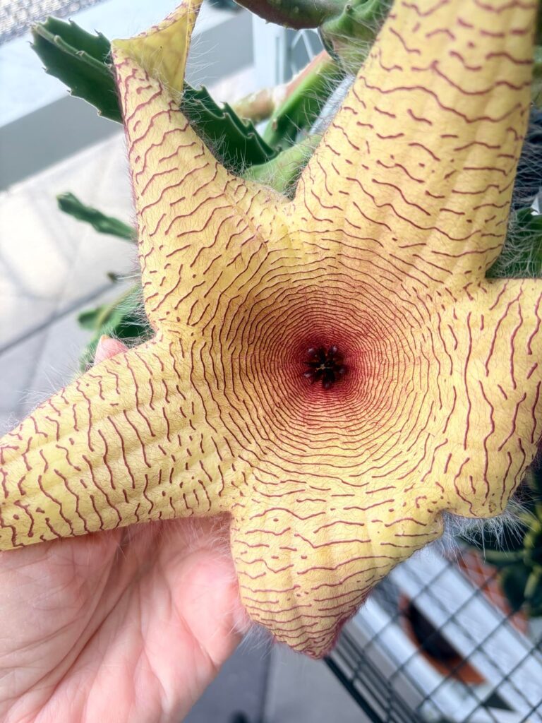 My cutting is blooming! My cutting is blooming!