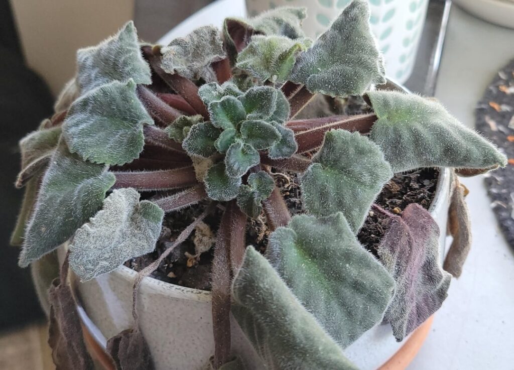 How do I cheer up my old gal? How do I cheer up my old gal?