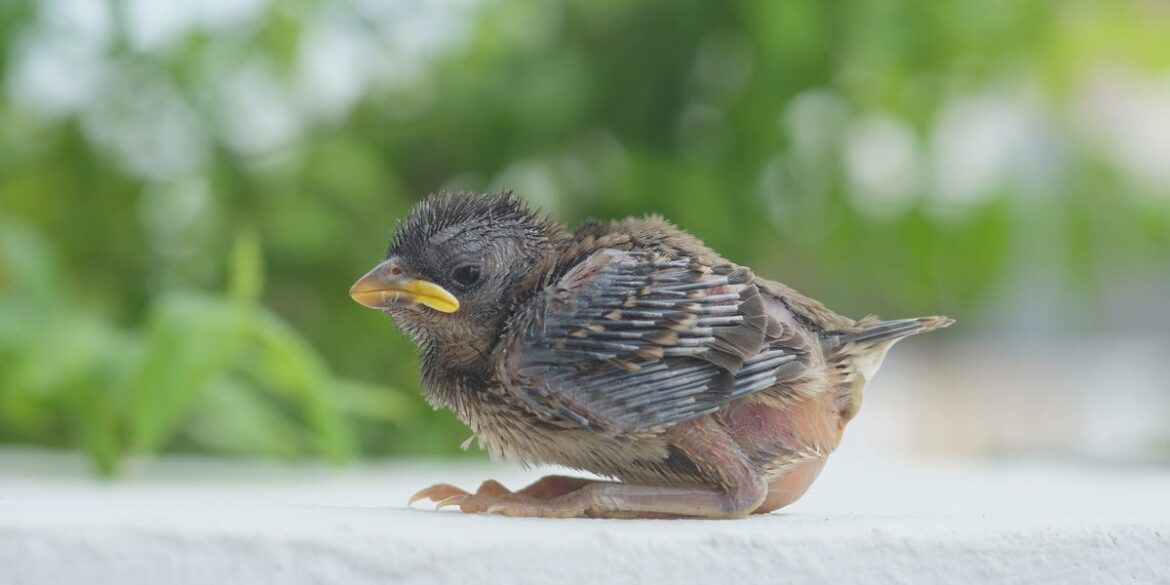 Fledgling Season: What To Do If You Find A Baby Bird In Your Garden Fledgling Season: What To Do If You Find A Baby Bird In Your Garden
