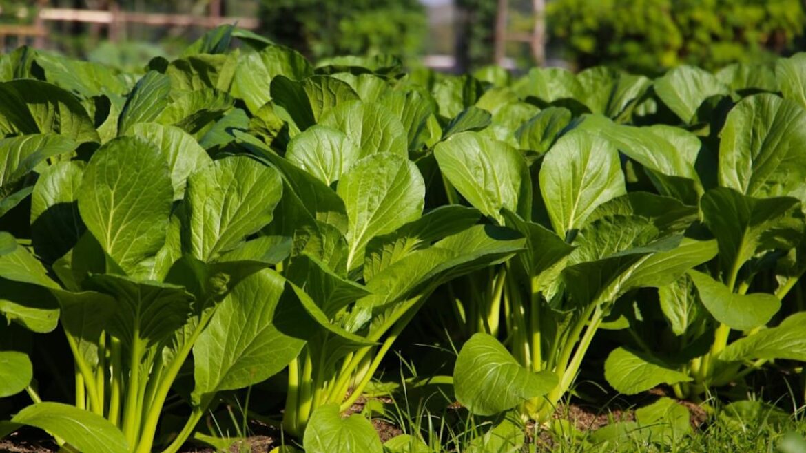 8 Self-Seeding Vegetables That Regrow All on Their Own 8 Self-Seeding Vegetables That Regrow All on Their Own
