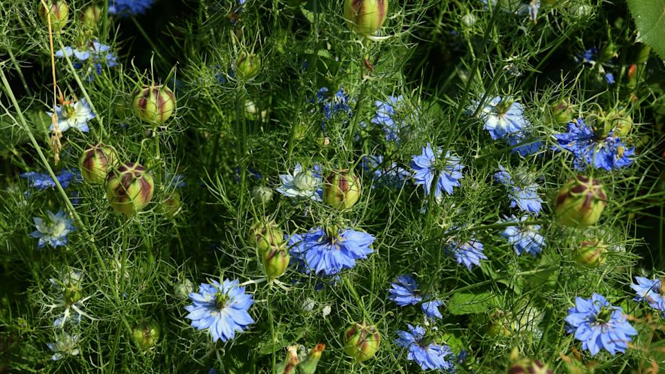 Black Cumin field / Nigella Sativa. People have used the seed to make medicine for over 2000 years .