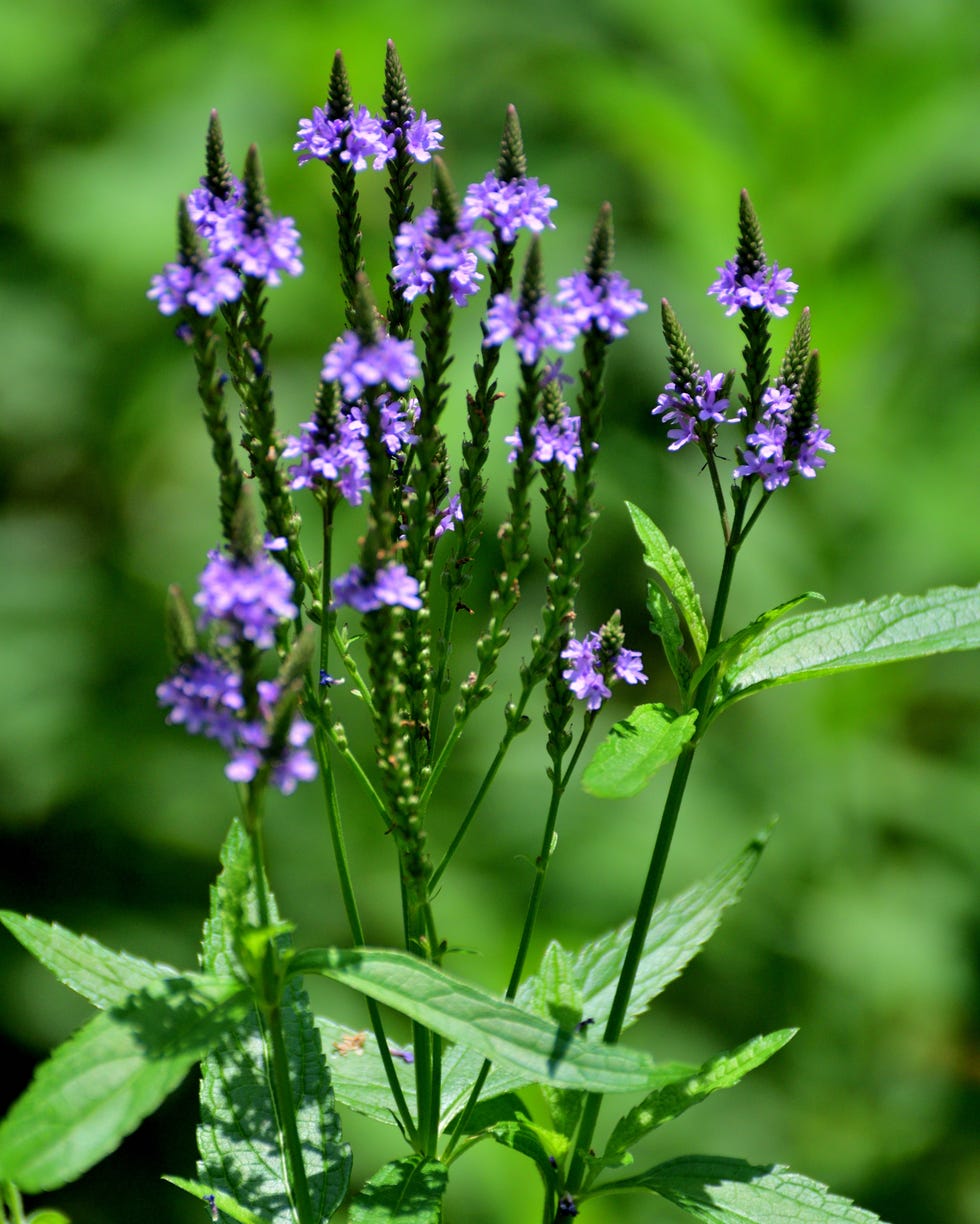 Verbena hastata/American Blue Vervain: Upright Perennial with Spikes of Purplish-Blue Flowers Small Verbena hastata/American Blue Vervain: Upright Perennial with Spikes of Purplish-Blue Flowers Small