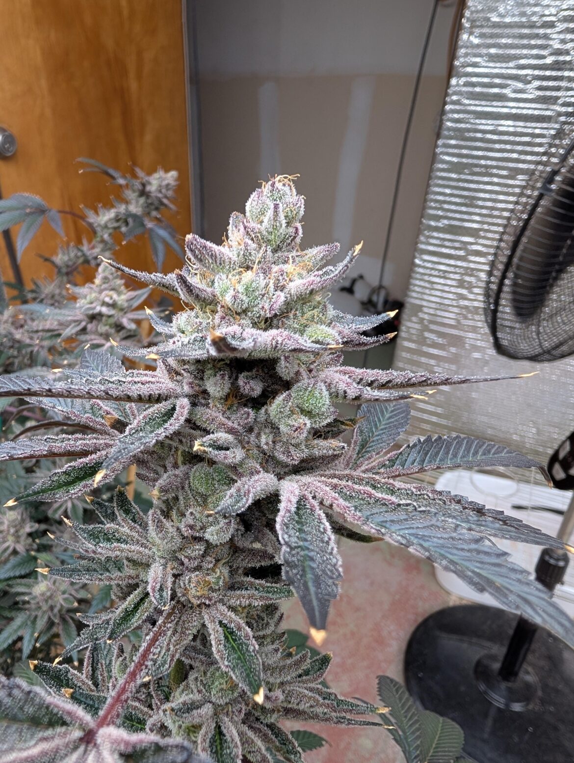 Update..close up