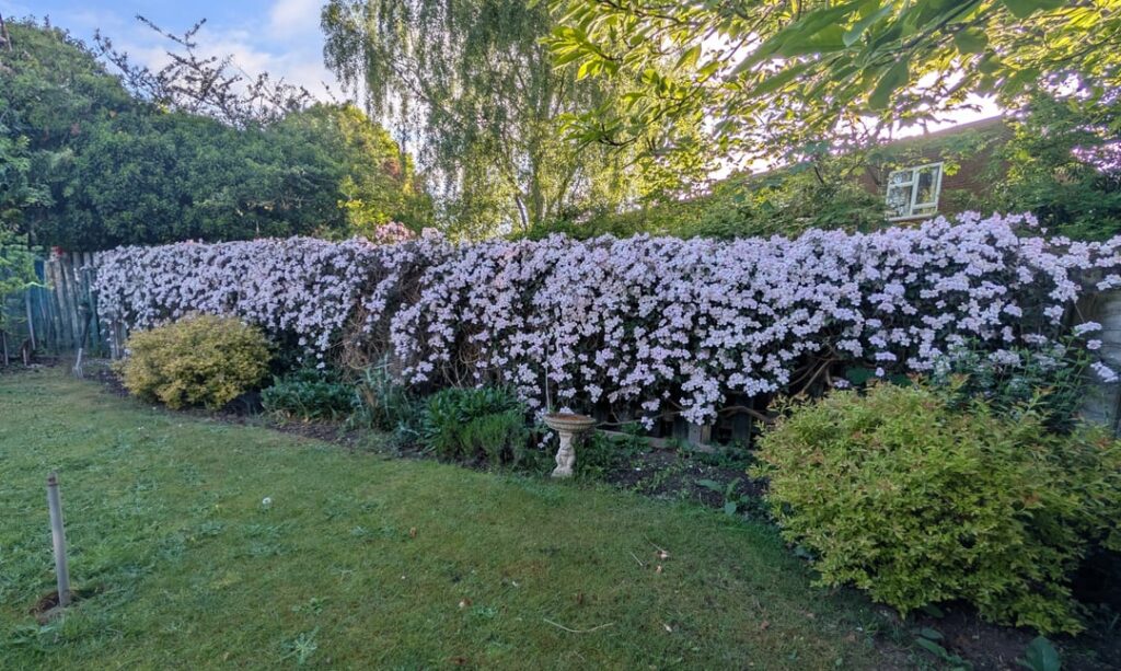 Whilst we're enjoying clematis' I'd love to show mine off!