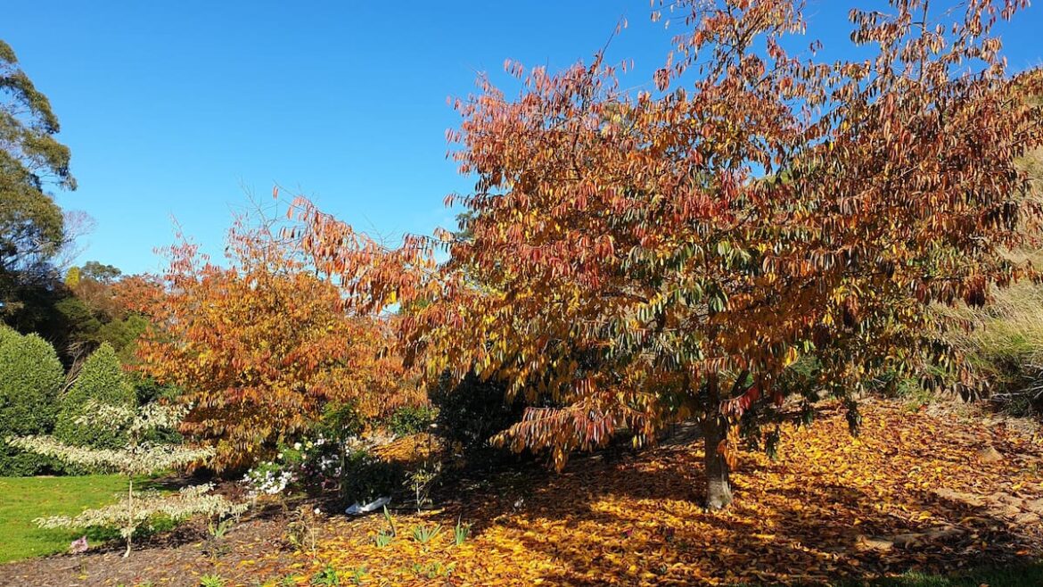 Gardening: How to add colour in the garden for winter - Gareth Carter