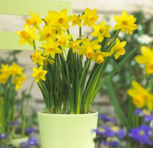 Bulbs