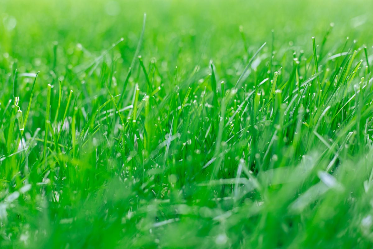 The Pronto grass seed