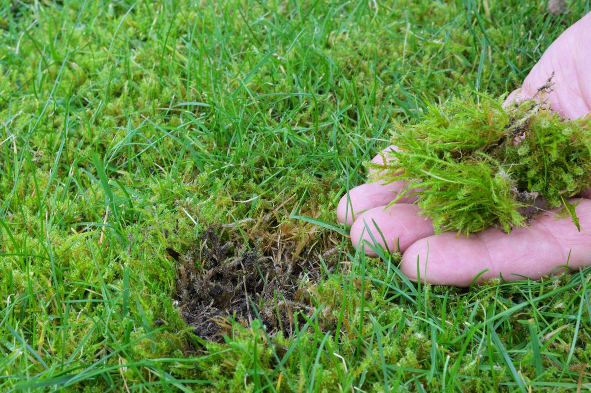 Lawn in the garden with moss in hand