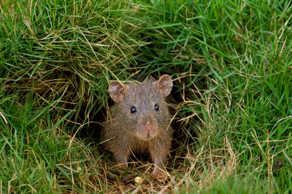 A very surprised mouse at the entrance of its burrow