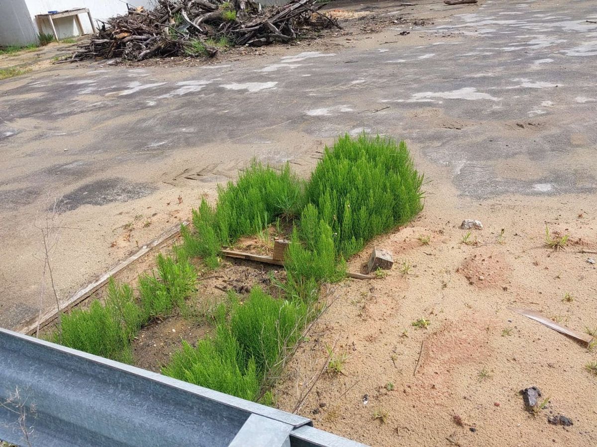 Horsetail growing through cracks in the concrete on an old army barracks site planned for development by Bloor Homes