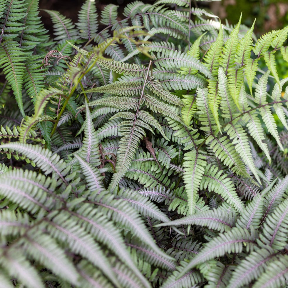 Summer Plants That Thrive On Neglect painted lady fern