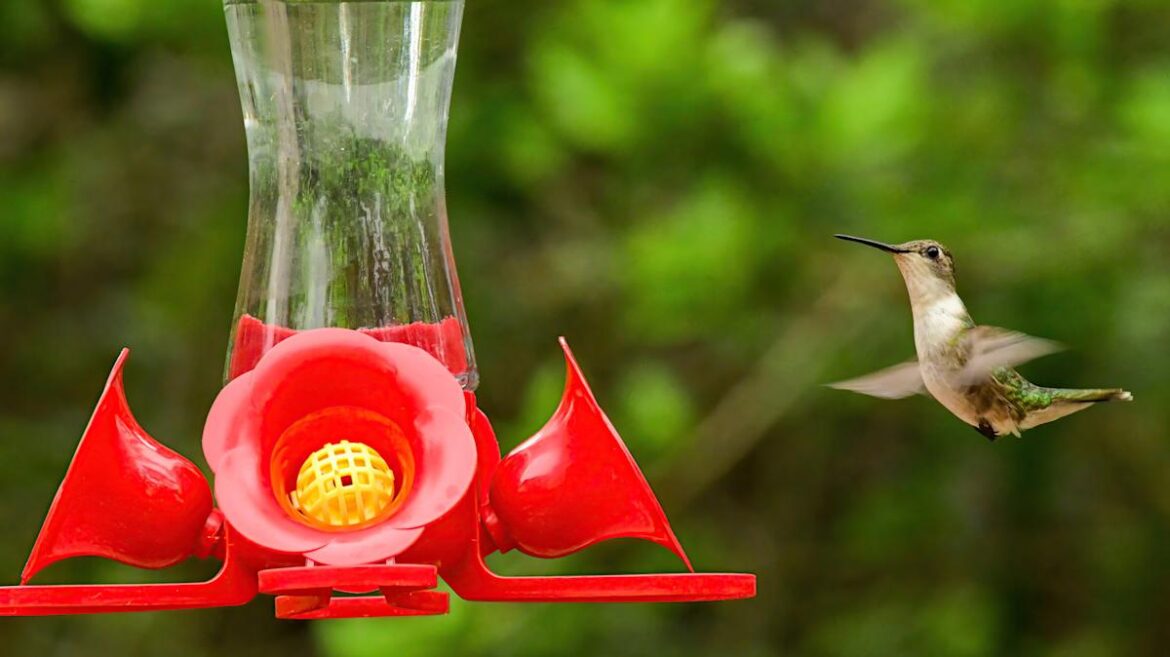 Skip The Feeder — Attract Hummingbirds & Butterflies With A Beautiful Alternative
