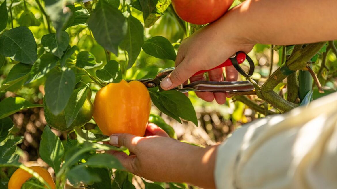 Not Miracle-Gro, Not Banana Peels: Gardener’s Old Secret For Bigger Pepper Harvests Not Miracle-Gro, Not Banana Peels: Gardener's Old Secret For Bigger Pepper Harvests