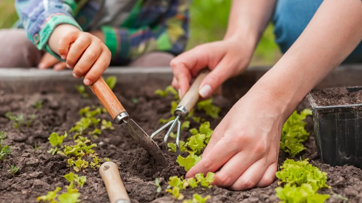 The 6 Best Vegetables For Beginner Gardeners To Grow Yahoo lifestyle home