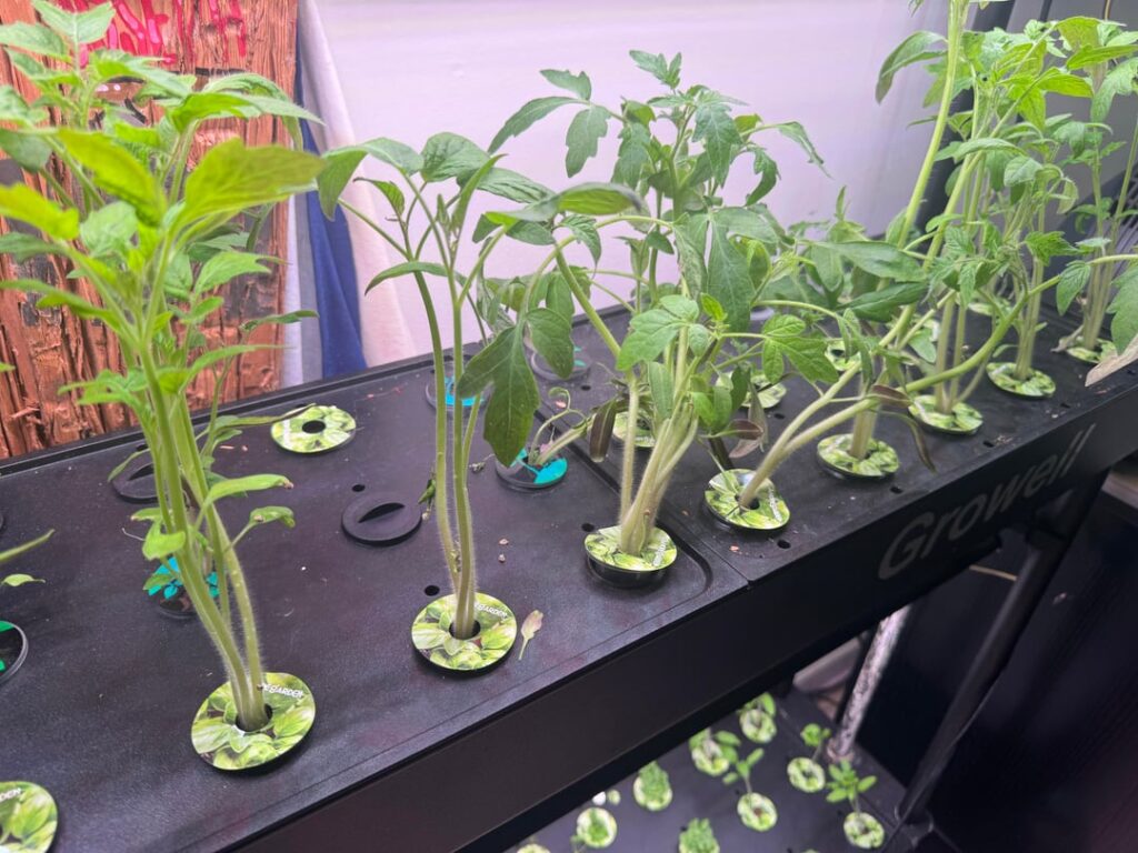 Tomato Themed Title (Help)