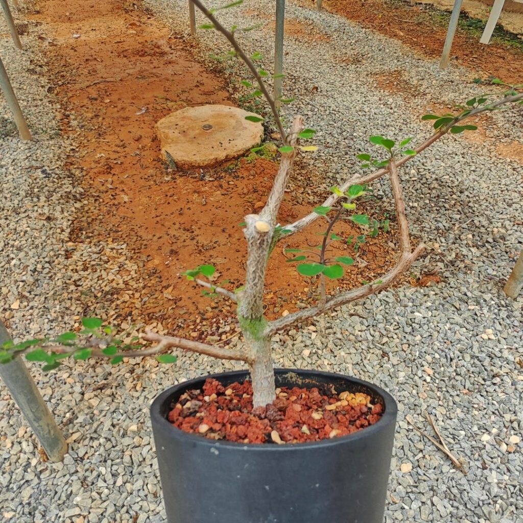 Euphorbia agatheae