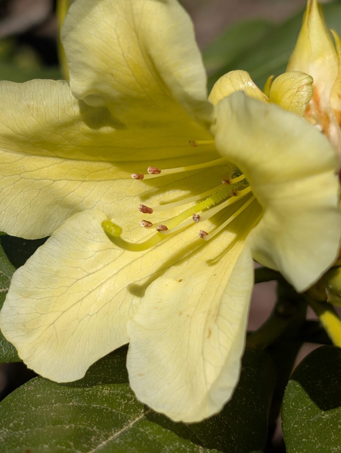 Yellow rhododendron