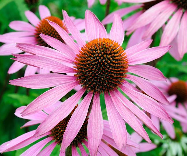 coneflower variety Magnus in late summer display