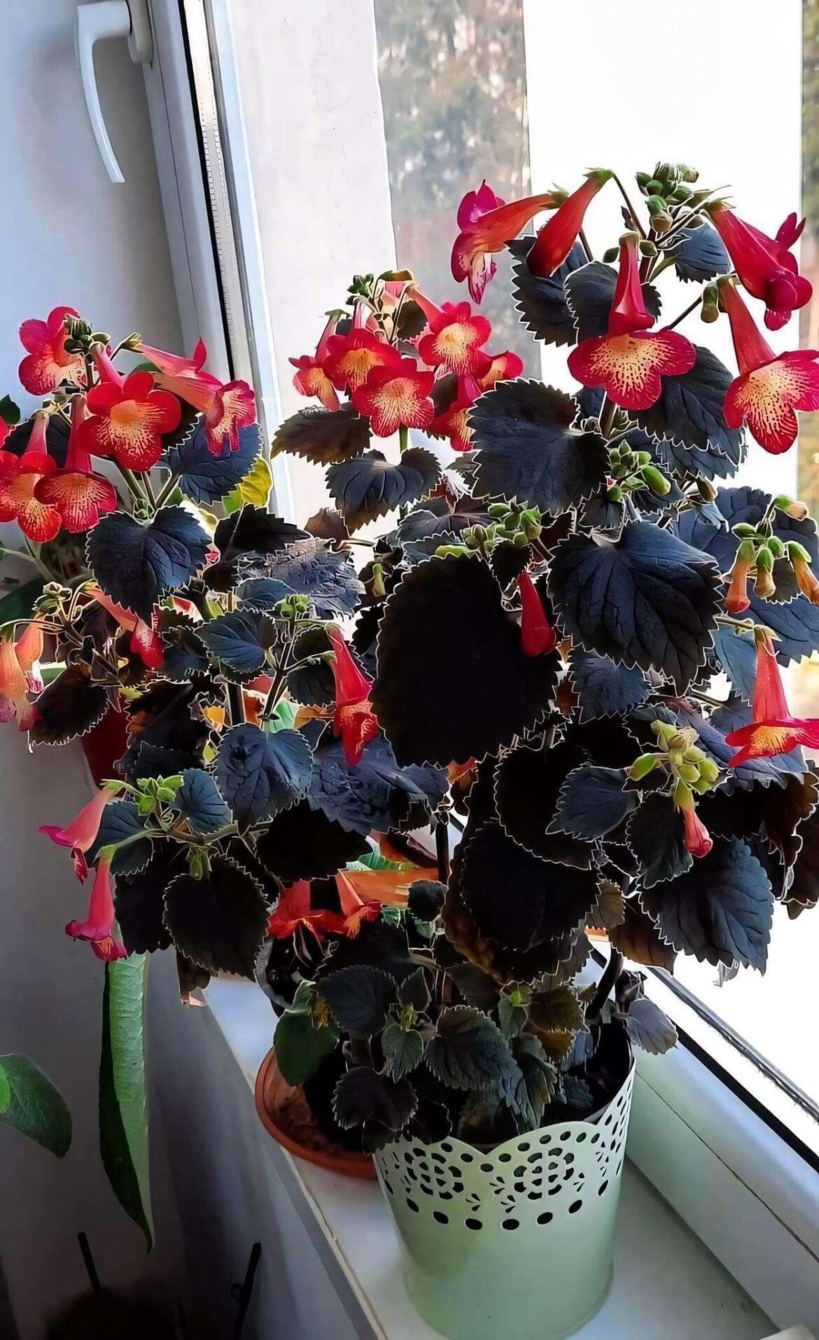 My co worker wants to know what this is, any help?