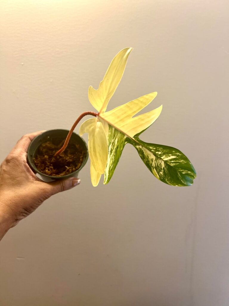 Philodendron Florida Ghost