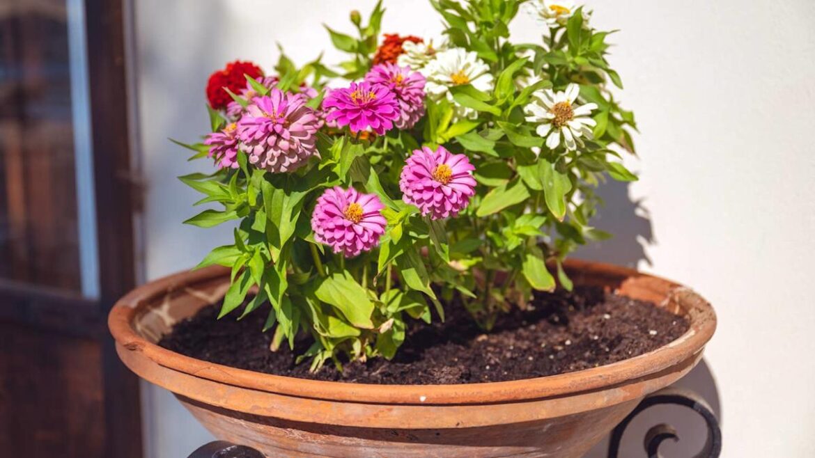 5 No-Fail Garden Planter Combos Pros Love 5 No-Fail Garden Planter Combos Pros Love