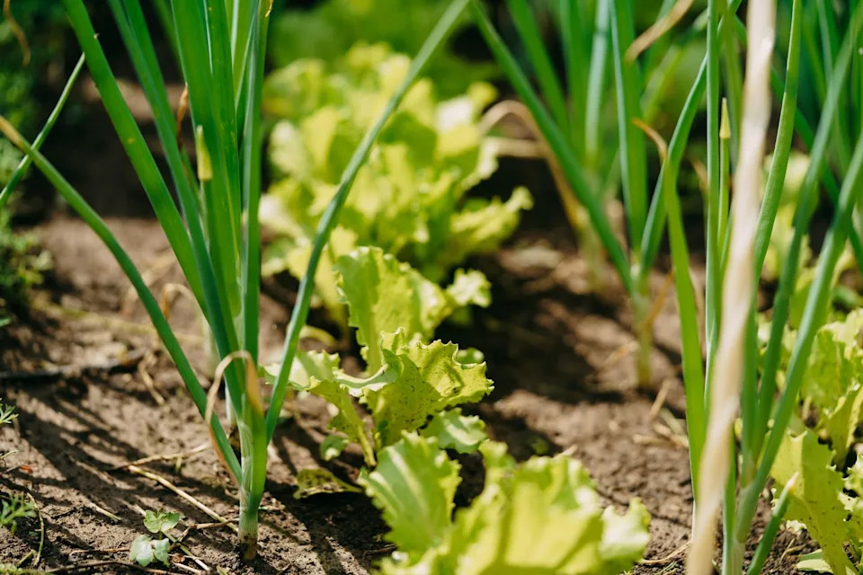 green onions and lettuce growing in garden bed