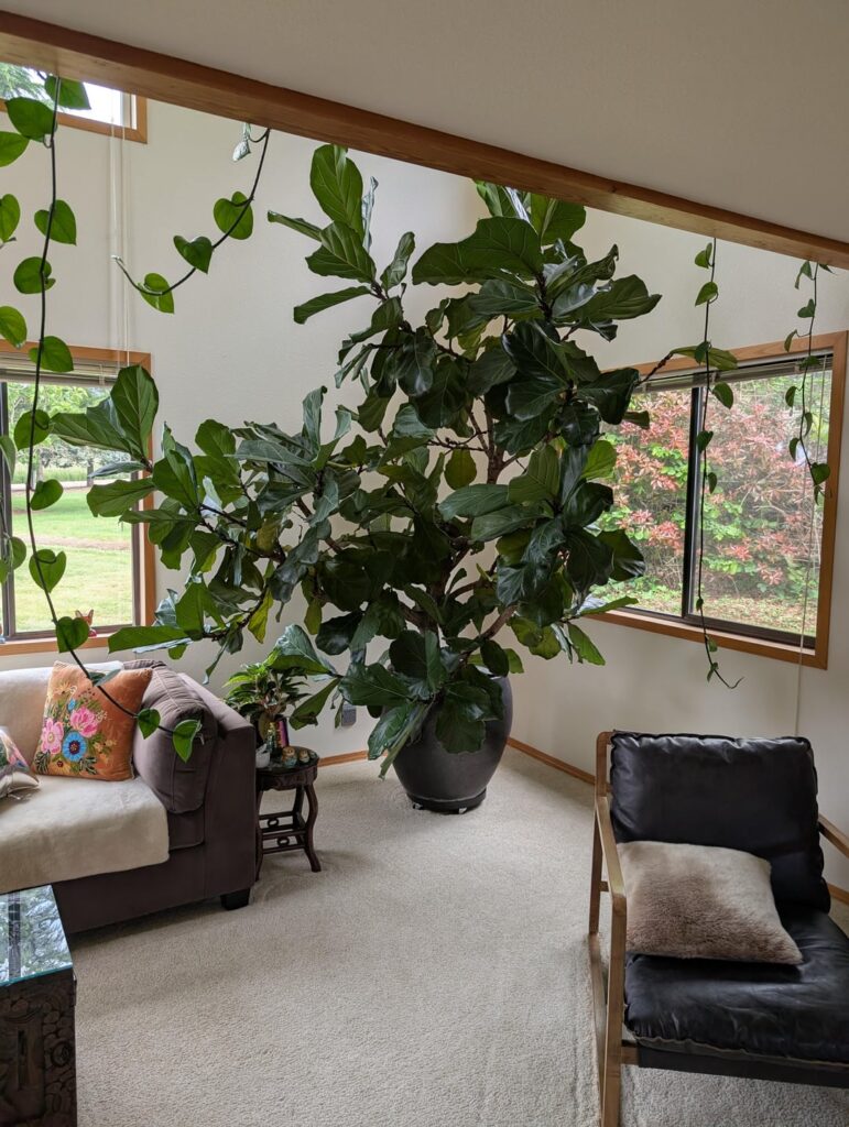 Is our fig OK?