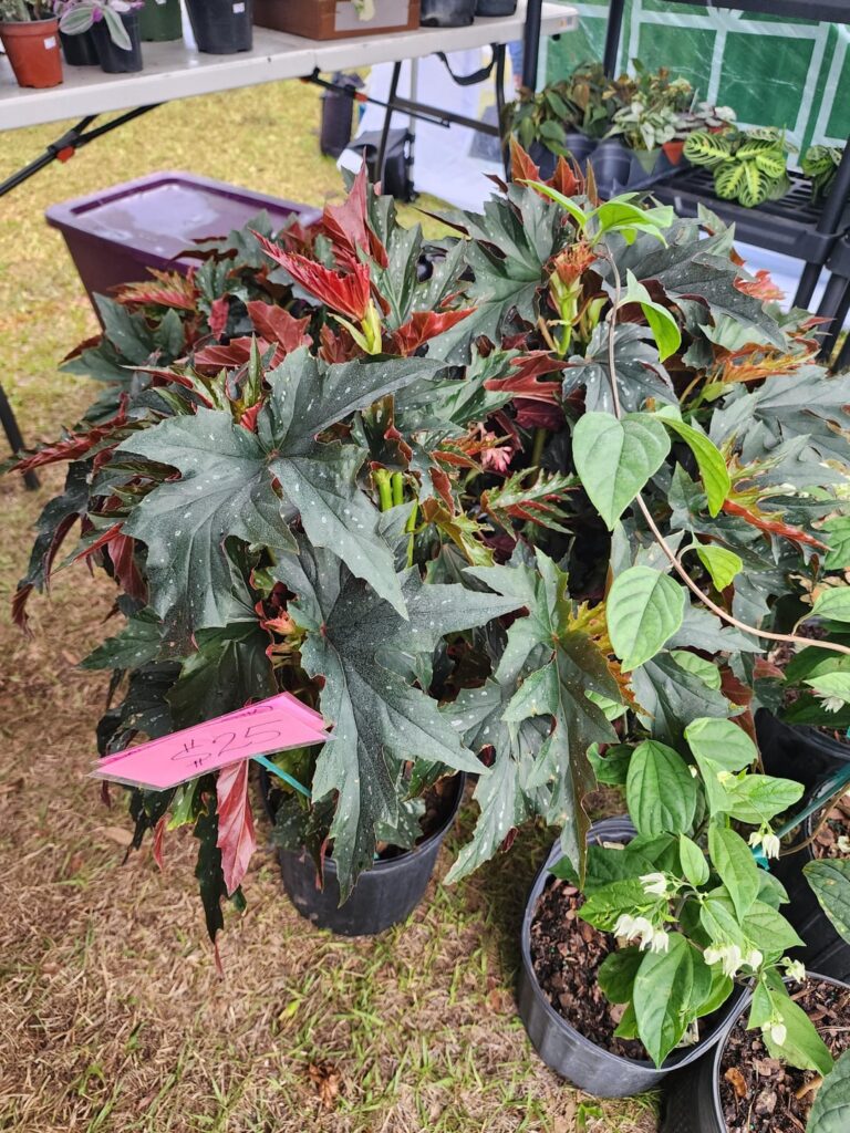 Did anyone go to the Williston garden show?