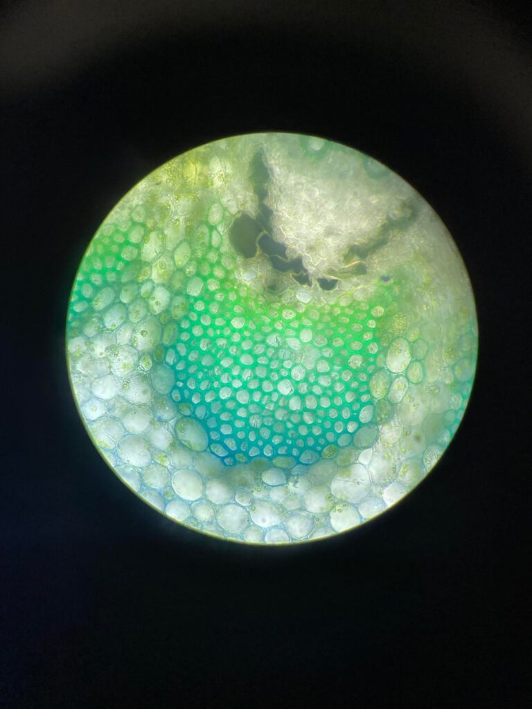 Tissue staining question
